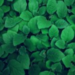 photography of green leaves